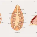 Spongiaires : structure - crédits : Encyclopædia Universalis France