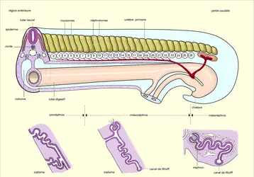 Vertébrés : ébauche rénale d'un embryon - crédits : Encyclopædia Universalis France