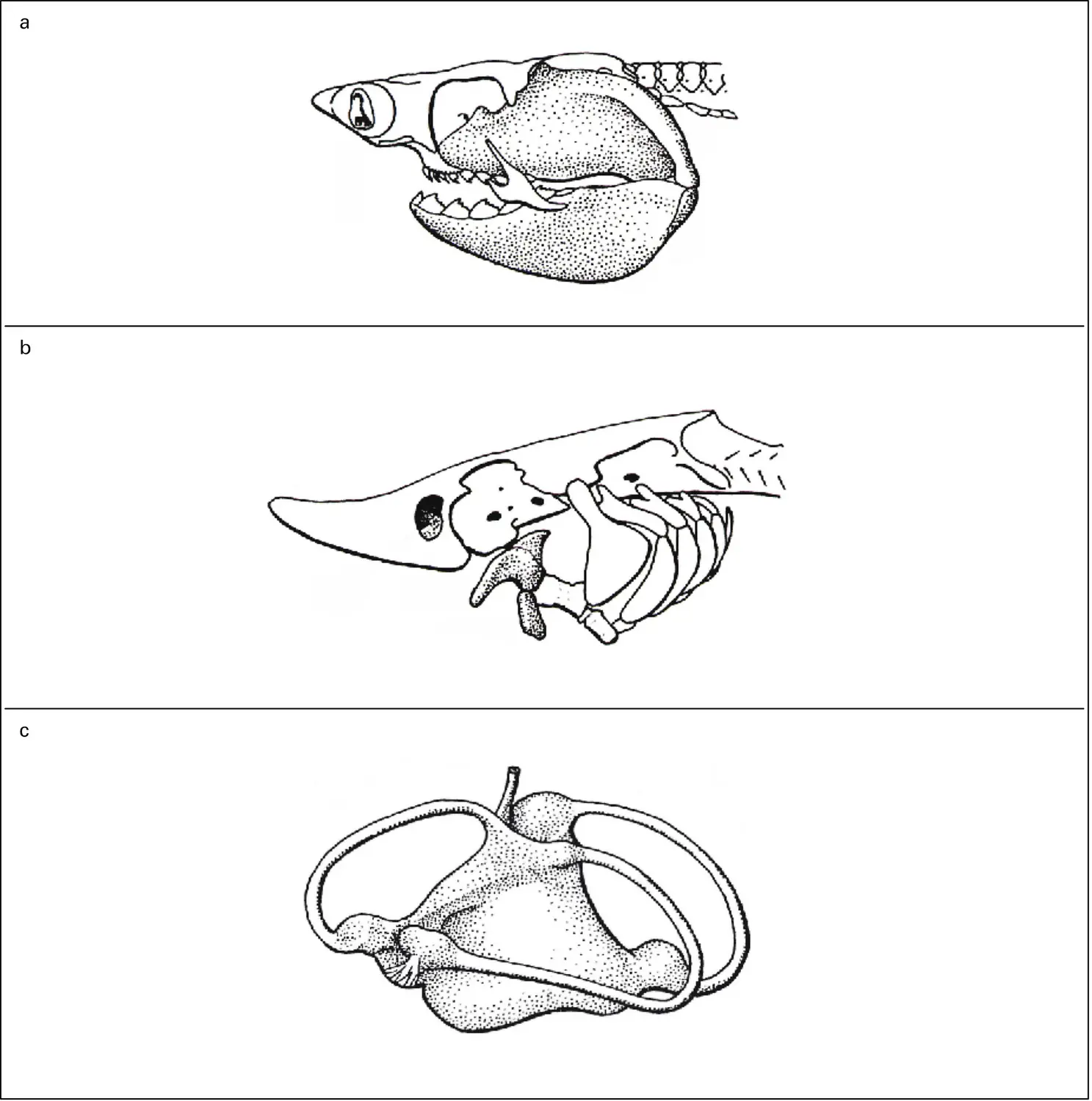 Gnathostomes : mâchoires