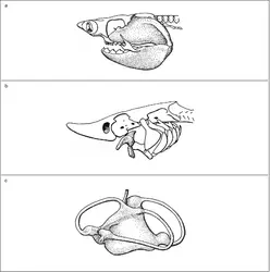 Gnathostomes : mâchoires - crédits : Encyclopædia Universalis France