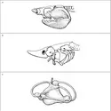 Gnathostomes : mâchoires - crédits : Encyclopædia Universalis France