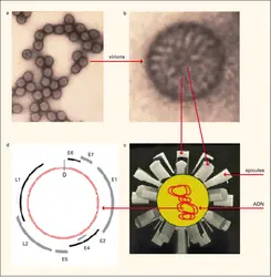 Papillomavirus : la particule virale et son contenu - crédits : Encyclopædia Universalis France