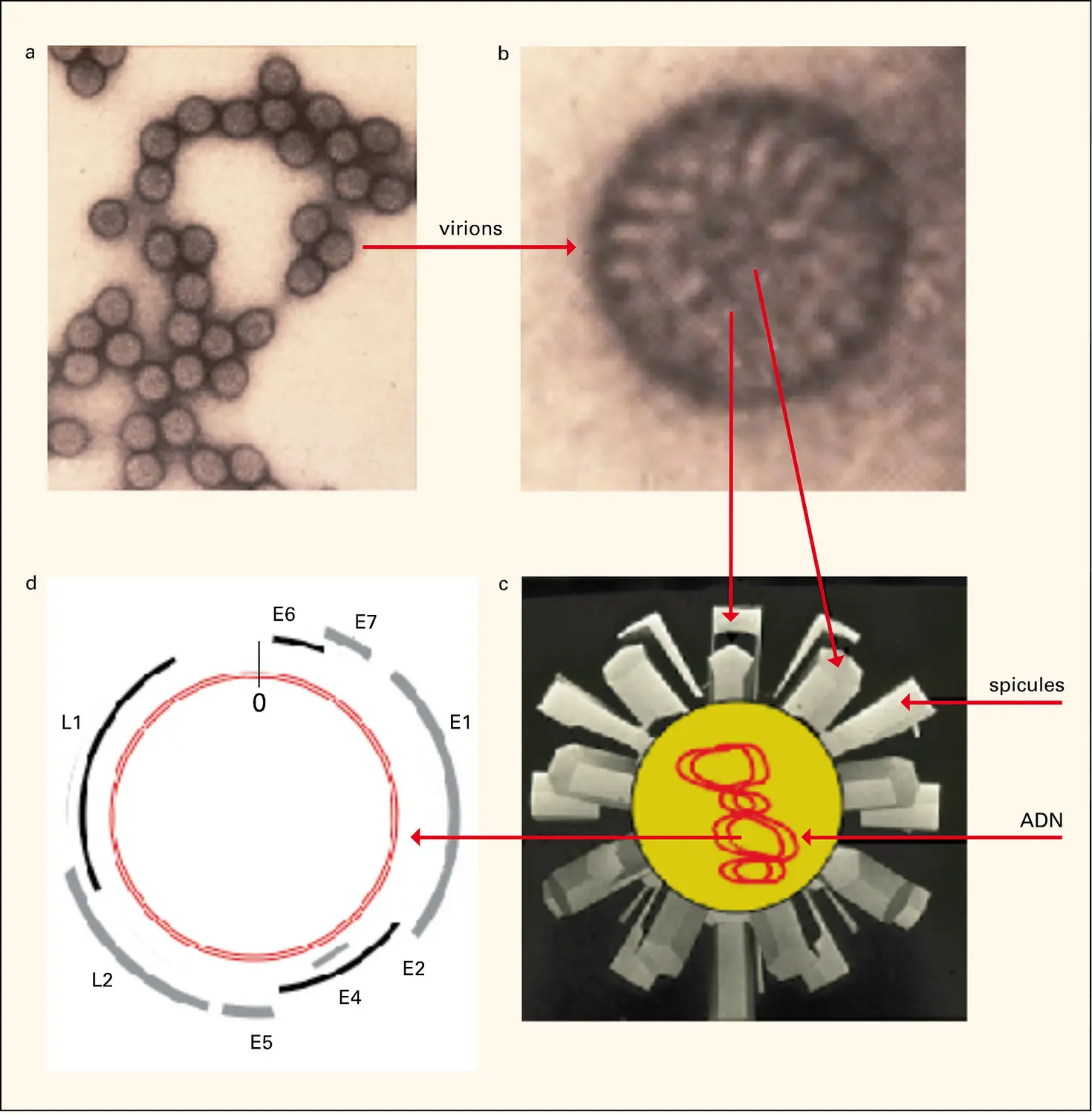Papillomavirus : la particule virale et son contenu