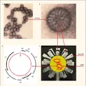 Papillomavirus : la particule virale et son contenu - crédits : Encyclopædia Universalis France
