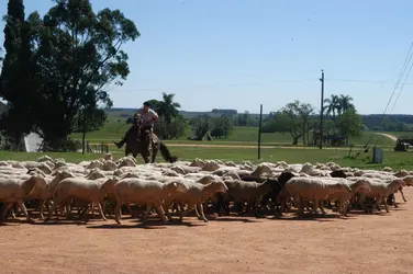 Élevage de moutons, Uruguay - crédits : Peter Bischoff/ Getty Images