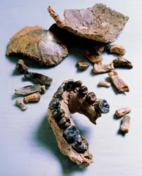 Ossements d'Homo habilis - crédits : John Reader/ SPL France