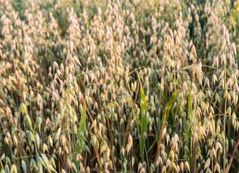 Une céréale : l’avoine
 - crédits : R. Morijn Photographer/ Shutterstock