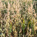 Une céréale : l’avoine
 - crédits : R. Morijn Photographer/ Shutterstock