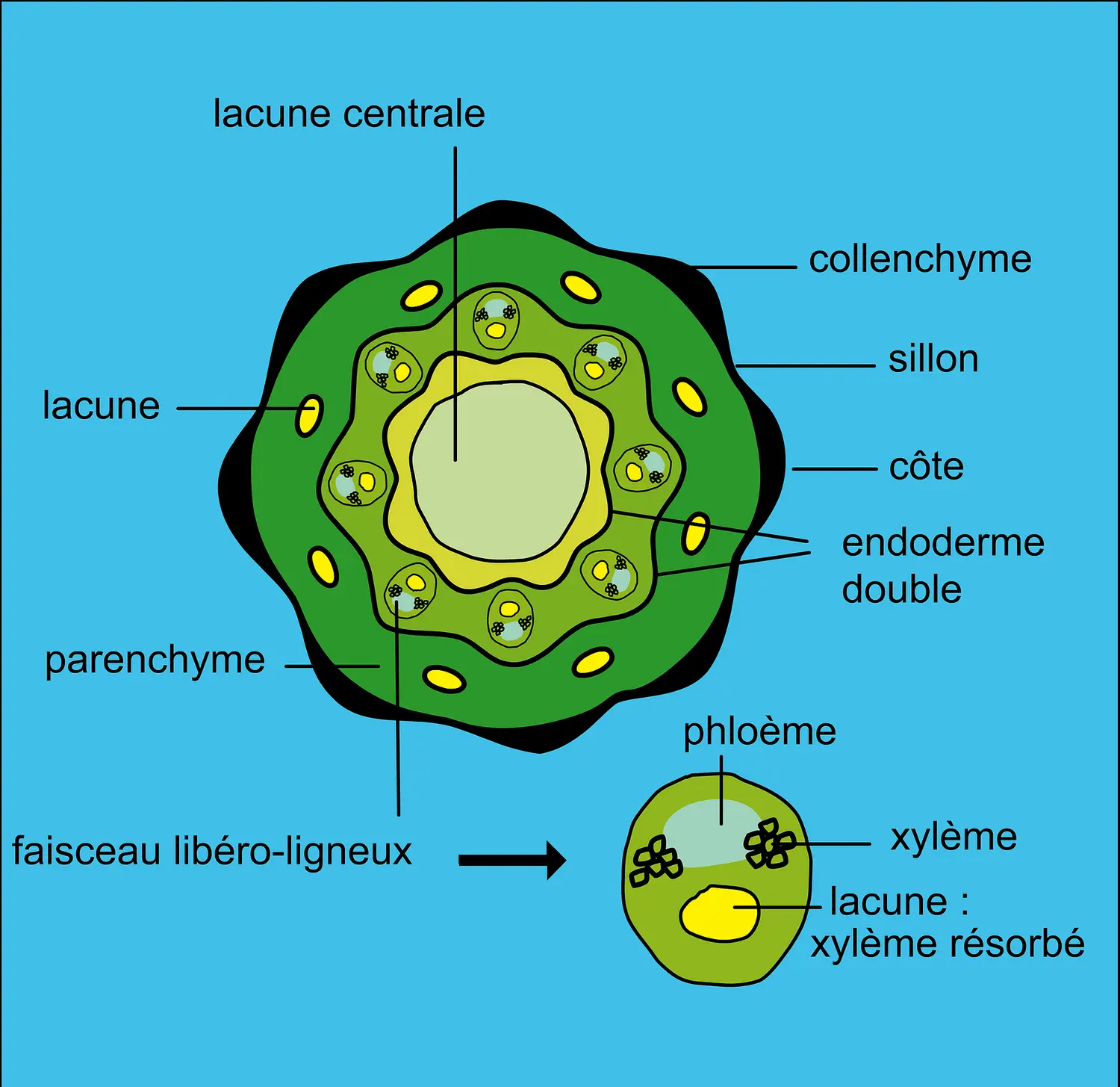 Equisetum hiémale