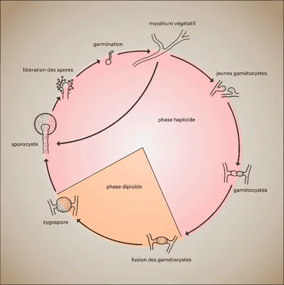 Zygomycète