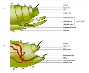 Pièces génitales mâle et femelle - crédits : Encyclopædia Universalis France