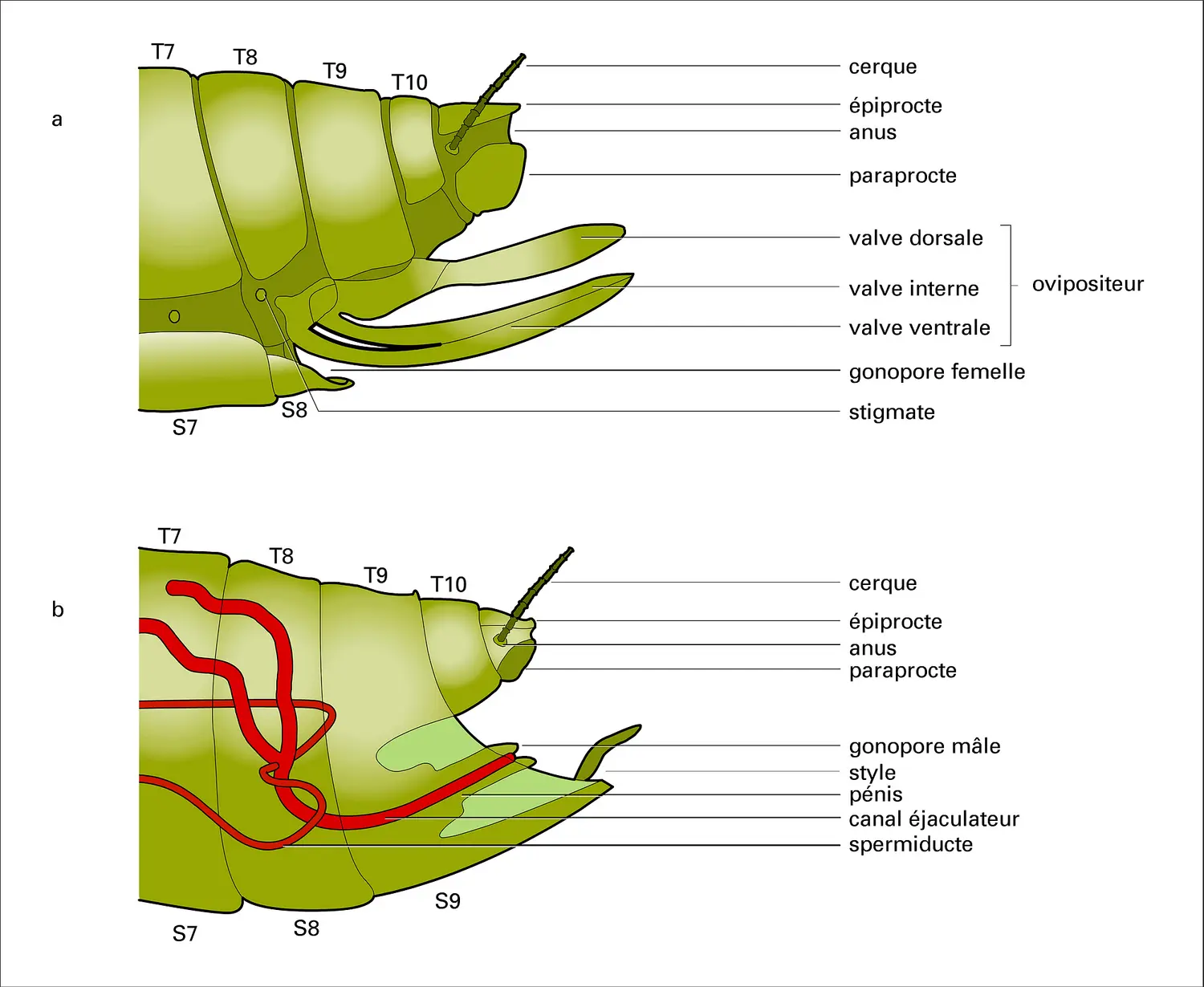 Pièces génitales mâle et femelle