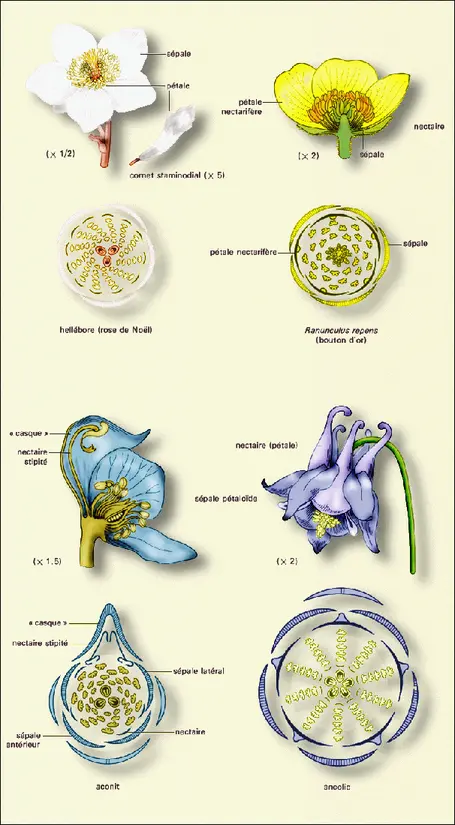 Renonculacées : fleurs