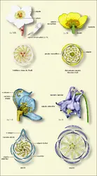 Renonculacées : fleurs - crédits : Encyclopædia Universalis France