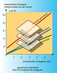 Respiration : adaptation physiologique - crédits : Encyclopædia Universalis France