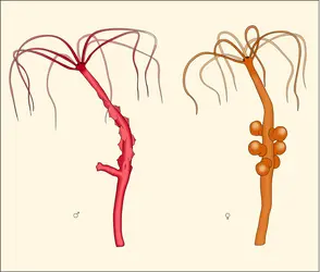 Hydra attenuata - crédits : Encyclopædia Universalis France