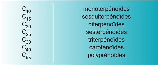 Terpénoïdes : différentes classes - crédits : Encyclopædia Universalis France