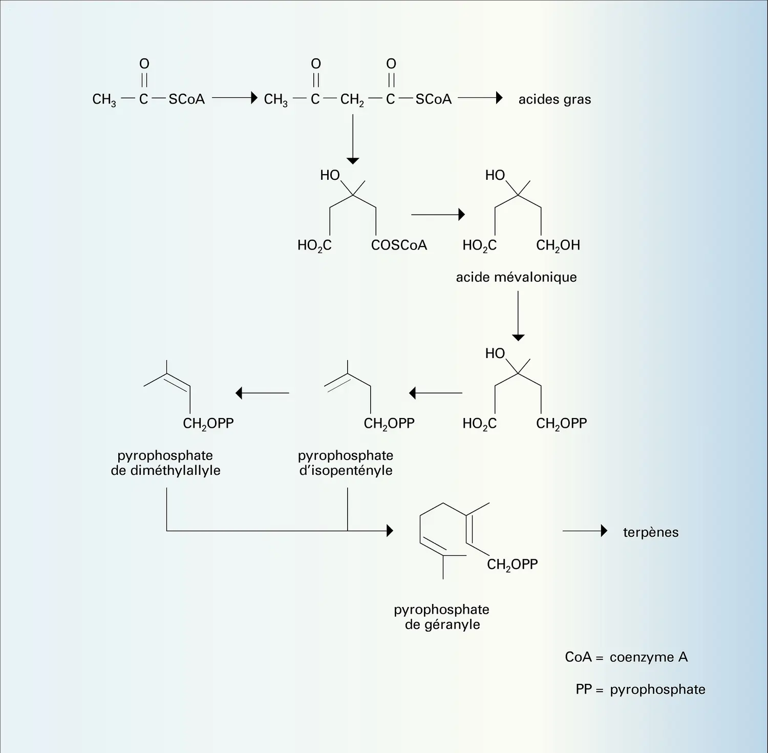 Biosynthèse des terpénoïdes