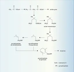 Biosynthèse des terpénoïdes - crédits : Encyclopædia Universalis France