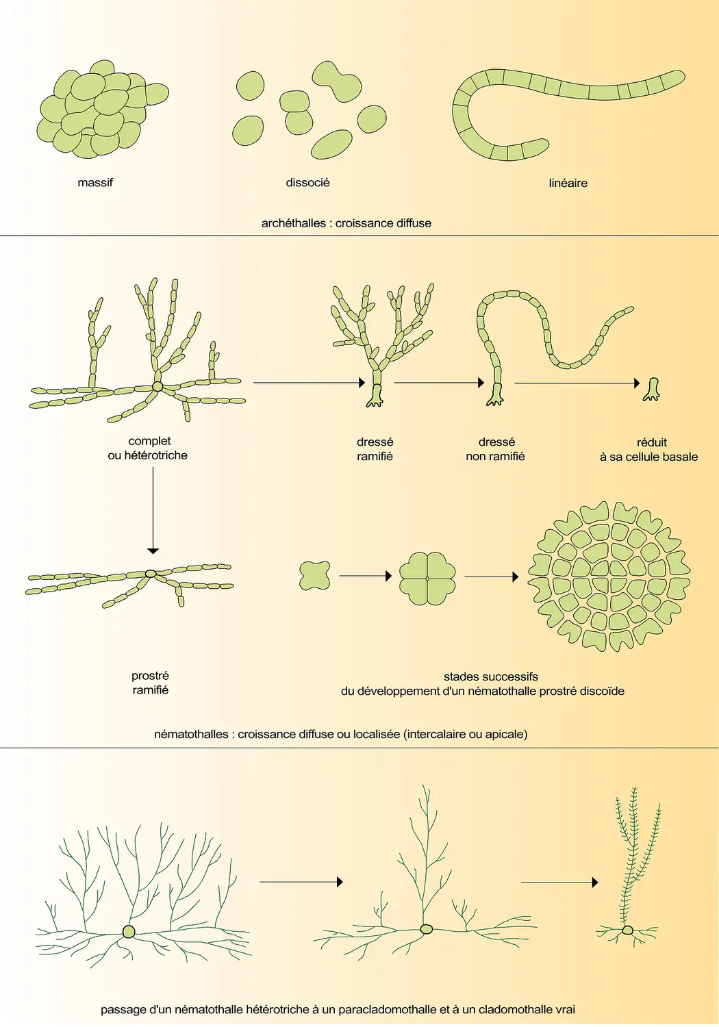 Algues : types morphologiques de thalle