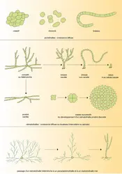 Algues : types morphologiques de thalle - crédits : Encyclopædia Universalis France