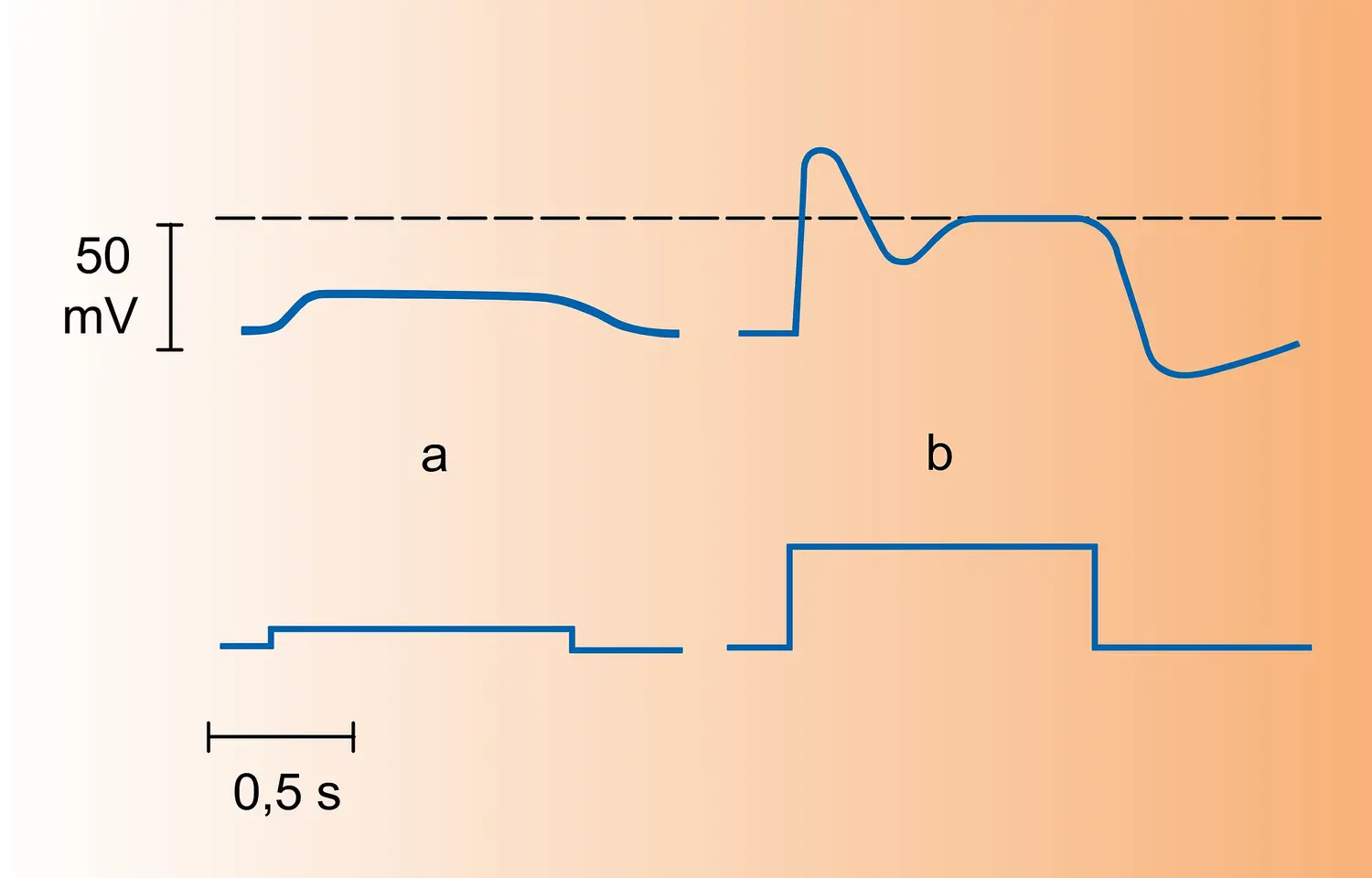 Cellule photoréceptrice de Balanus