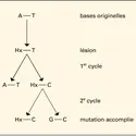 Mutation ponctuelle classique - crédits : Encyclopædia Universalis France