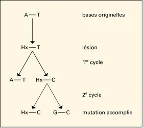 Mutation ponctuelle classique - crédits : Encyclopædia Universalis France