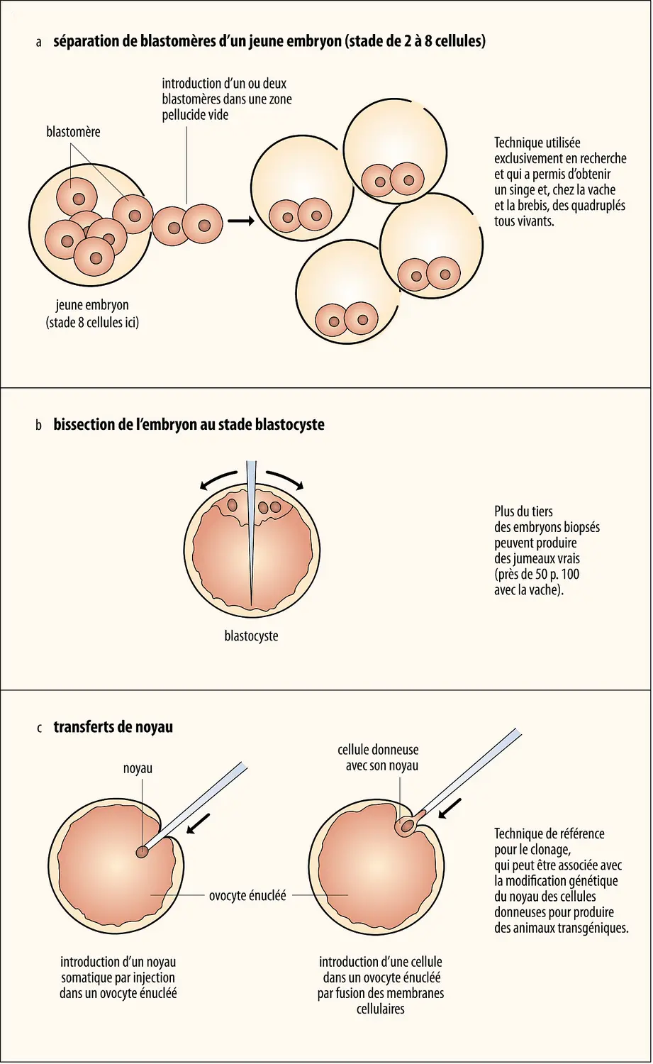 Techniques de clonage des mammifères