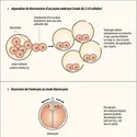 Techniques de clonage des mammifères - crédits : Encyclopædia Universalis France