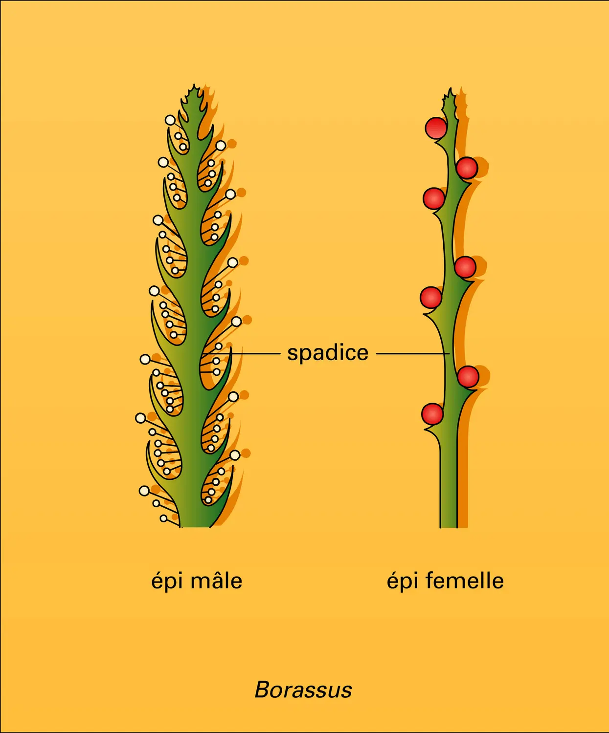 Palmales : inflorescences - vue 1