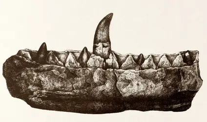 Mandibule de <em>Megalosaurus</em> - crédits : D.R./ collection privée Eric Buffetaut