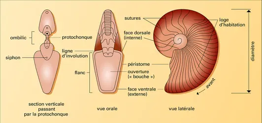 Coquille d'une ammonite - crédits : Encyclopædia Universalis France