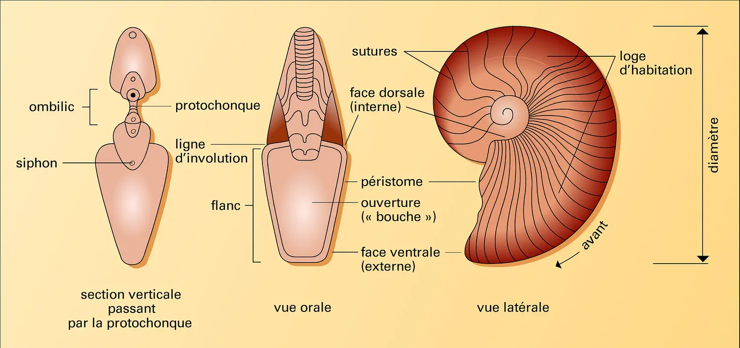 Coquille d'une ammonite