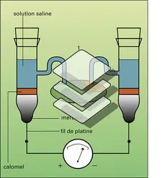 Électrodes - crédits : Encyclopædia Universalis France
