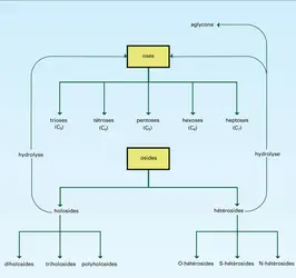 Glucides : classification - crédits : Encyclopædia Universalis France