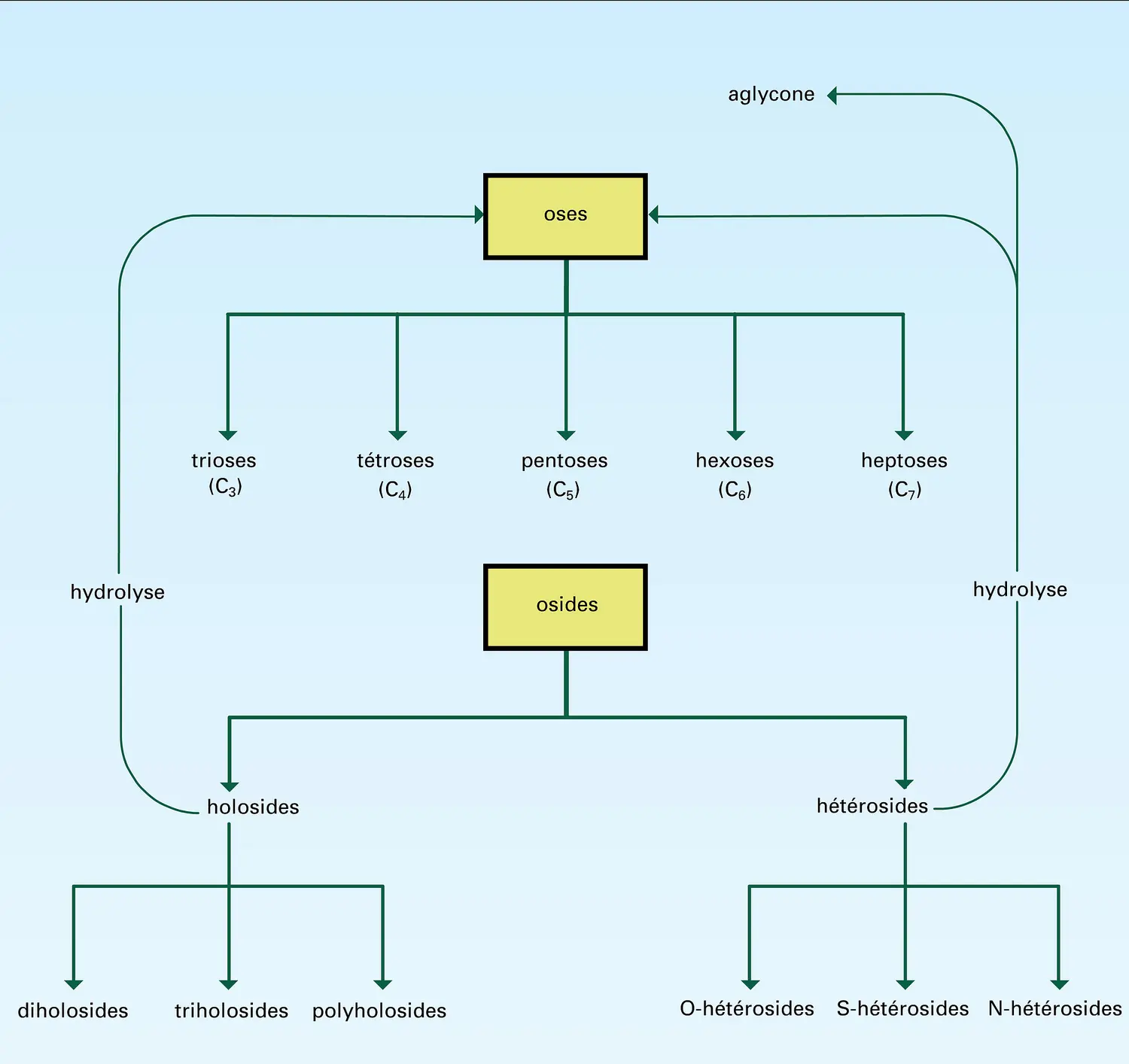 Glucides : classification