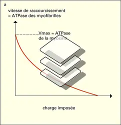 Données biochimiques - crédits : Encyclopædia Universalis France
