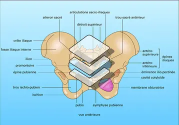 Bassin osseux - crédits : Encyclopædia Universalis France