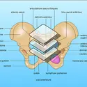 Bassin osseux - crédits : Encyclopædia Universalis France