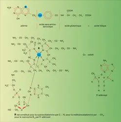 Acide folique, vitamine B12 et coenzymes - crédits : Encyclopædia Universalis France