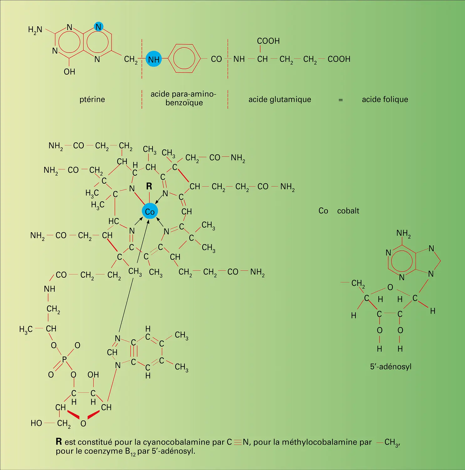 Acide folique, vitamine B12 et coenzymes