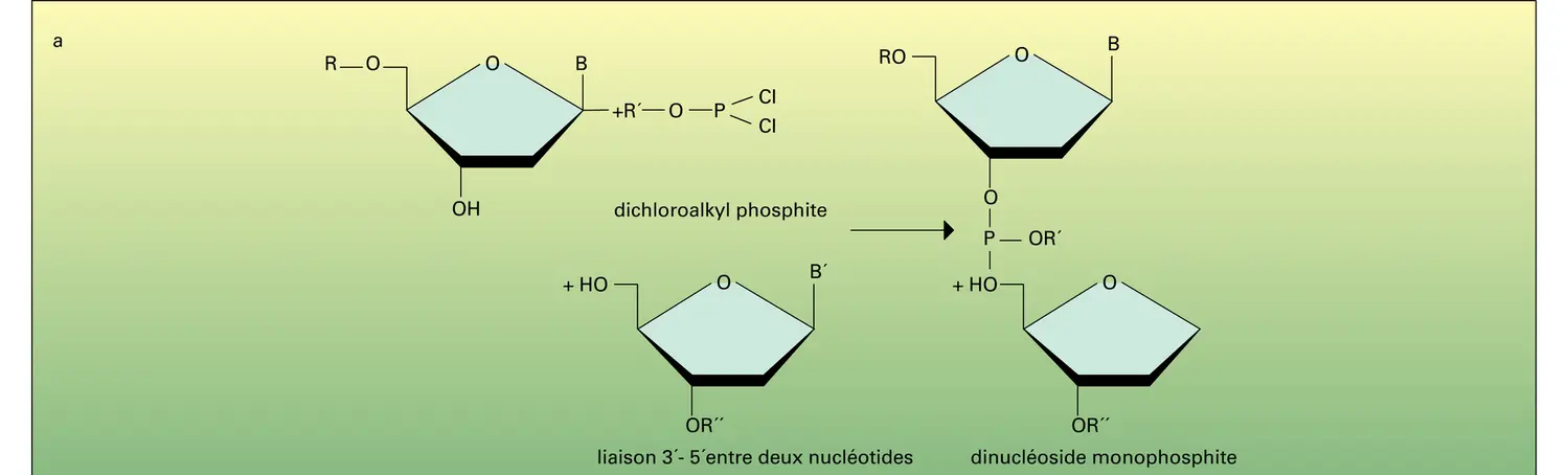 Synthèse totale d'ADN bicaténaire - vue 1