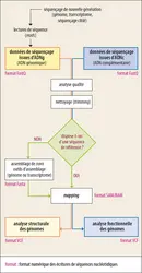 Étapes de l’analyse bio-informatique des séquences d’ADN - crédits : Encyclopædia Universalis France