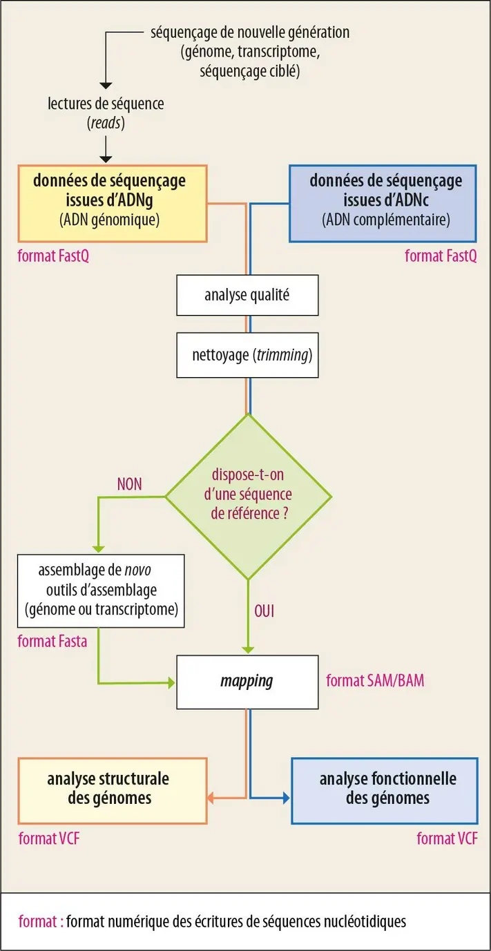 Étapes de l’analyse bio-informatique des séquences d’ADN