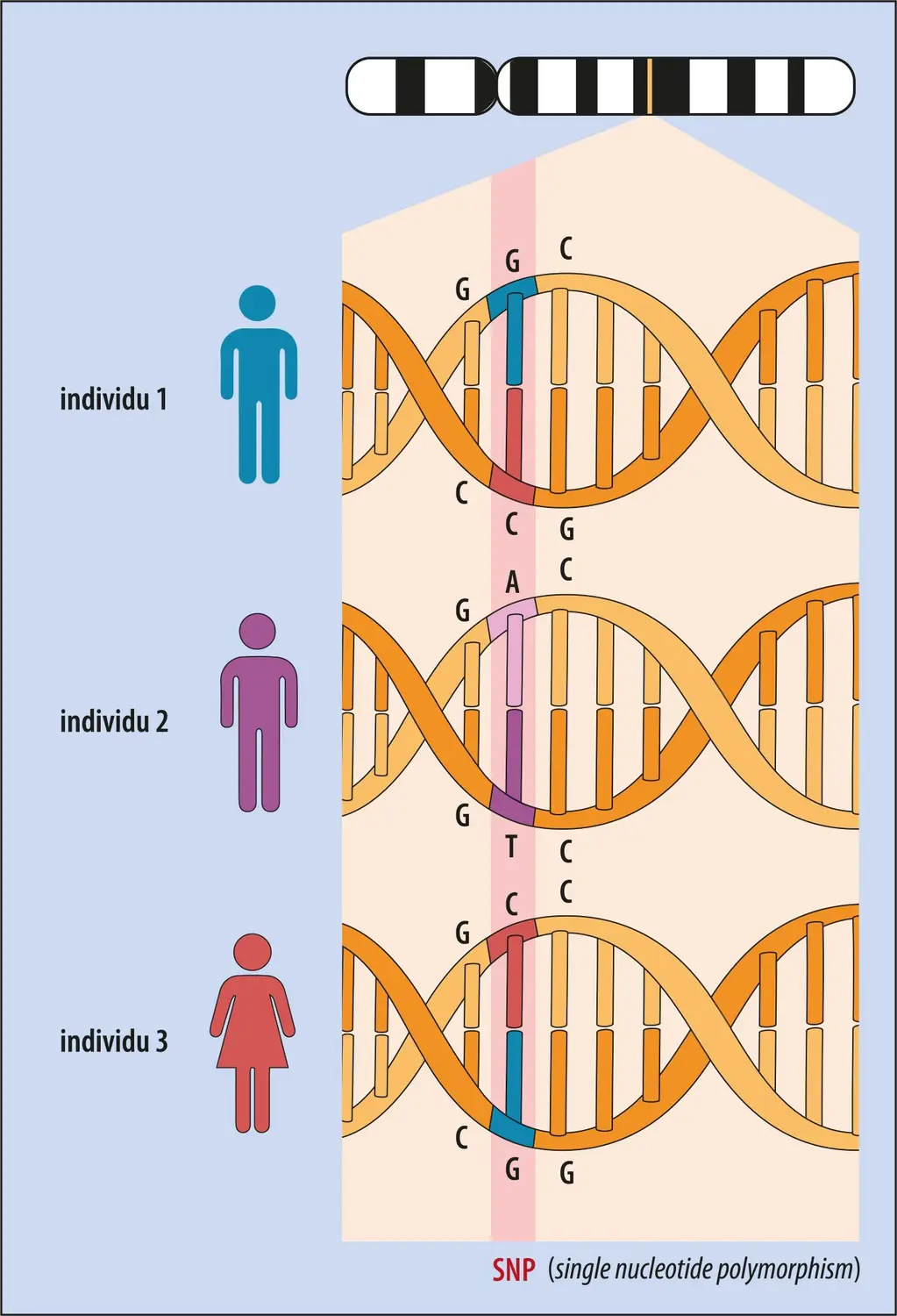 Exemples de SNP (<em>single nucleotide polymorphism</em>)