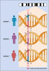 Exemples de SNP (<em>single nucleotide polymorphism</em>) - crédits : Encyclopædia Universalis France