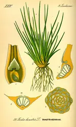 Morphologie d’un isoète - crédits : Smithsonian Libraries/ courtesy of Biodiversity Heritage Library