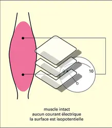 Potentiel de repos - crédits : Encyclopædia Universalis France