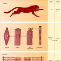 Taille des structures en mouvement et vitesses de déplacement correspondantes - crédits : Encyclopædia Universalis France